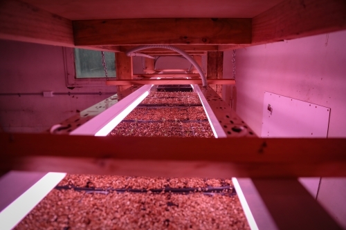 Seed raising on flower farm indoors under pink grow lights - Australian Stock Image
