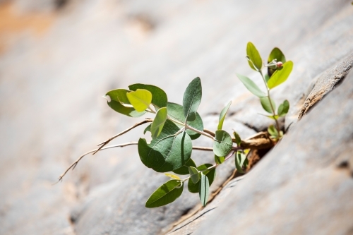 seedling growing from a crack in rocks - Australian Stock Image