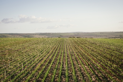 Seedling wheat crop in the Wheatbelt of Western Australia - Australian Stock Image