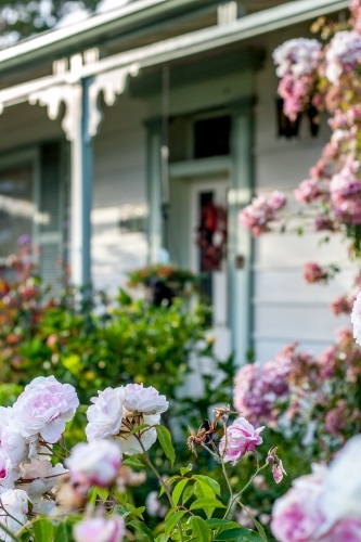 Selective focus on pale pink and white roses in a cottage garden - Australian Stock Image