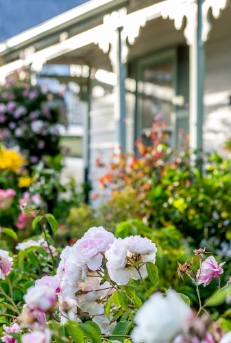 Selective focus on pale pink and white roses in a cottage garden