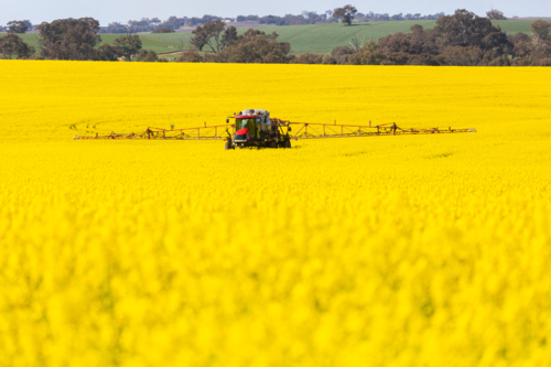 Self propelled boom sprayer spraying insecticide on flowering canola - Australian Stock Image