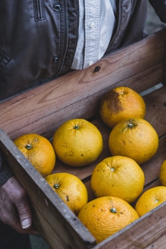 Senior farmer carrying timber box of freshly picked citrus fruit - Australian Stock Image