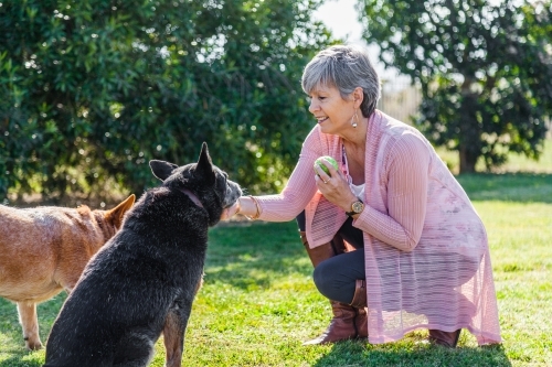 Senior woman playing with her pet dogs outside with a ball - Australian Stock Image