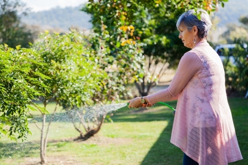 Senior woman watering plants in the garden with green hose - Australian Stock Image