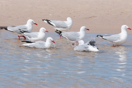Seven bathing Silver Gulls on the beach - Australian Stock Image
