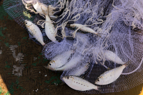 several bait fish caught in a cast net in the shade - Australian Stock Image