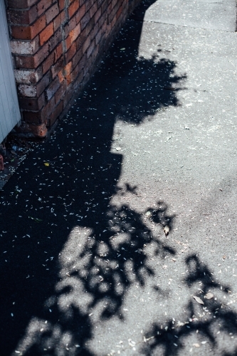Shadow of trees on concrete in front of building