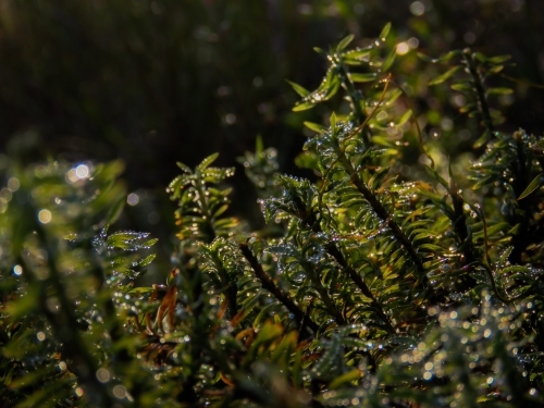 Shadowed droplets on tiny leaves - Australian Stock Image