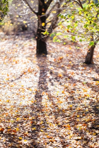 Shadows of tree in fallen autumn leaves