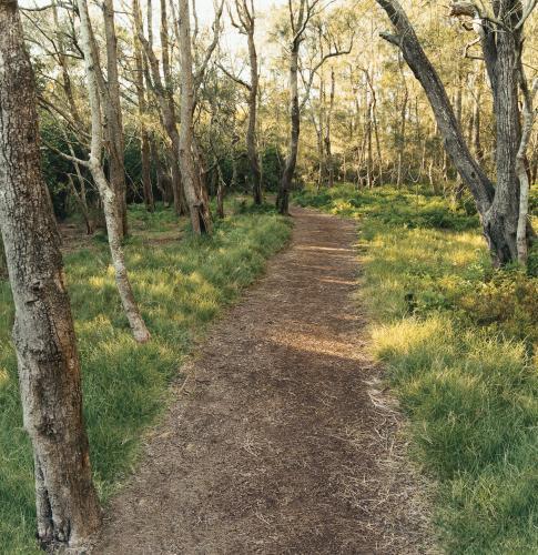 Shady bush track lined by trees and green grass - Australian Stock Image