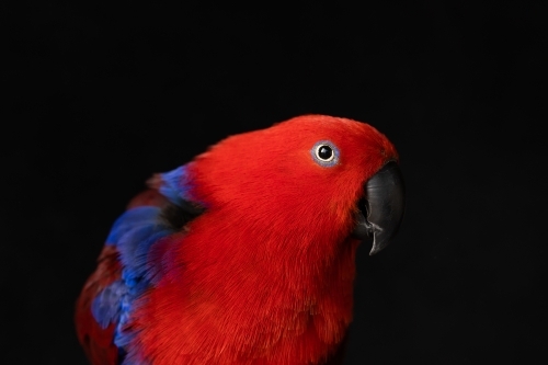 shallow depth of field photo of a female captive red and blue eclectus parrot (Eclectus roratus)