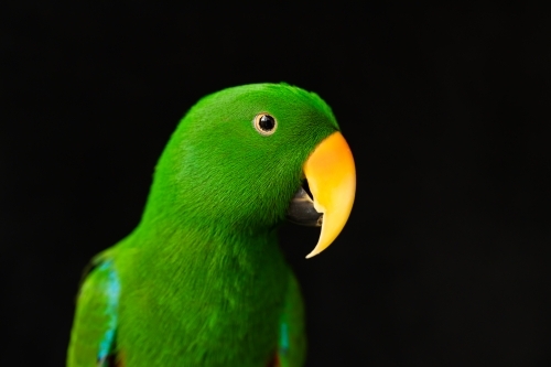 shallow depth of field photo of a male captive red and blue eclectus parrot (Eclectus roratus) - Australian Stock Image