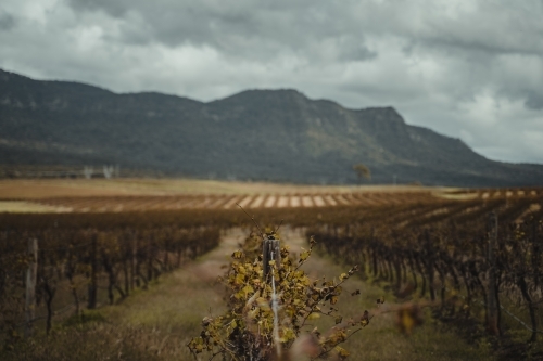 Shallow focus on a wine grapevine with a mountain in the background at the Hunter Valley Wine Region - Australian Stock Image