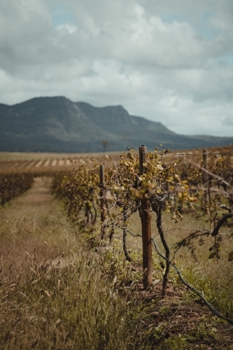 Shallow focus on a wine grapevine with a mountain in the background at the Hunter Valley Wine Region