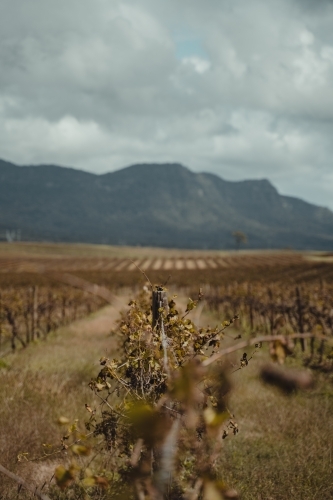 Shallow focus on a wine grapevine with a mountain in the background at the Hunter Valley Wine Region - Australian Stock Image