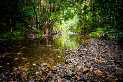 Shallow rainforest creek flowing through lush tropical vegetation - Australian Stock Image