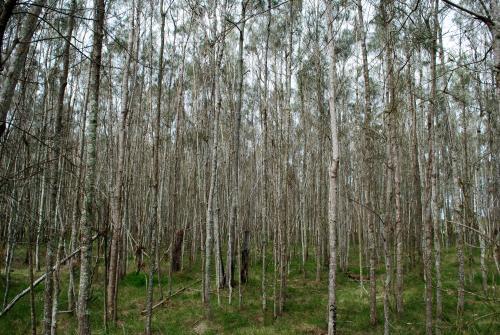 She-oaks or Casuarina trees in the Boondall Wetlands - Australian Stock Image