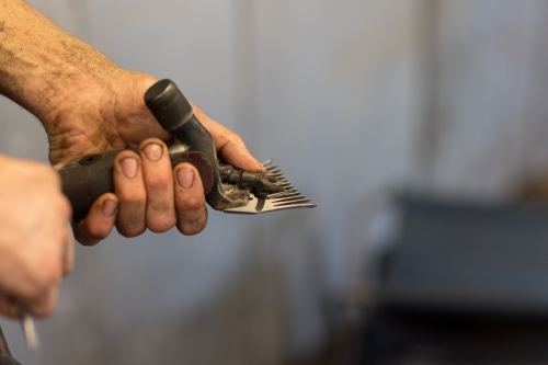 shearer holding handpiece showing dirt under fingernails - Australian Stock Image