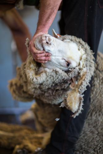 Shearer opening up the neck of a merino ewe