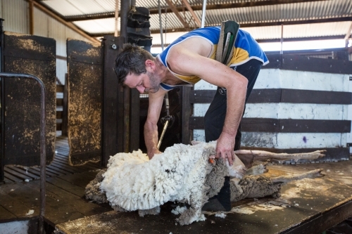 Shearer shearing a sheep - Australian Stock Image