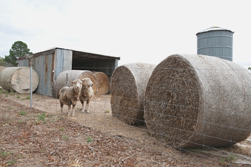 Sheep and hay bales in the country - Australian Stock Image