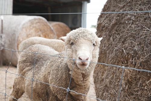 Sheep and hay bales in the country - Australian Stock Image