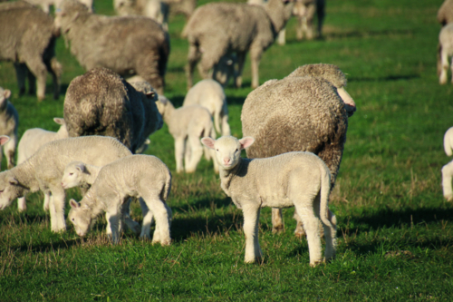 Sheep and lambs grazing across the paddock - Australian Stock Image