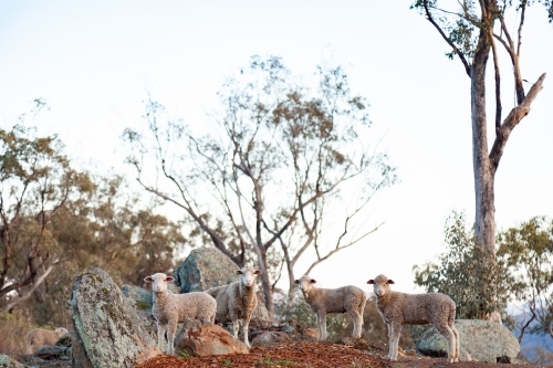 Sheep and lambs on rocky hillside in mountains - Australian Stock Image