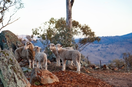 Sheep and lambs on rocky hillside in mountains - Australian Stock Image