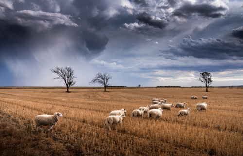 Sheep and Storm Clouds - Australian Stock Image