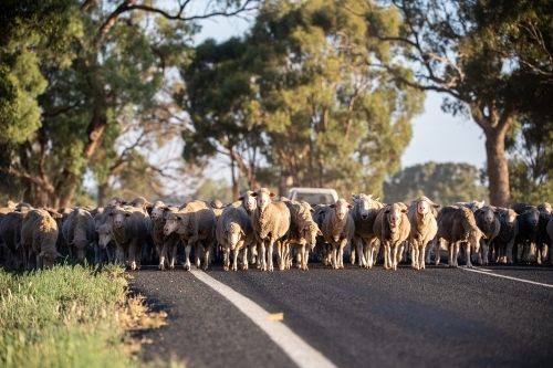 Sheep are moved along a country road - Australian Stock Image