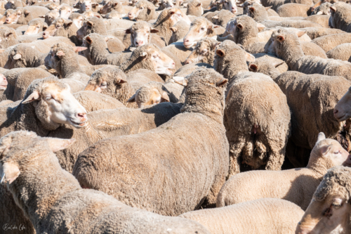 Sheep at a sheep farm - Australian Stock Image