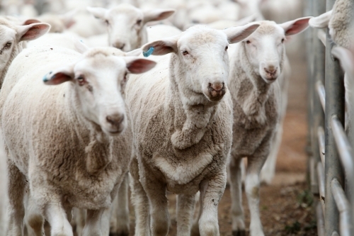 sheep at saleyards - Australian Stock Image