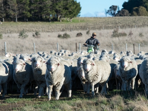 Sheep being mustered by a young farmer on a motor bike