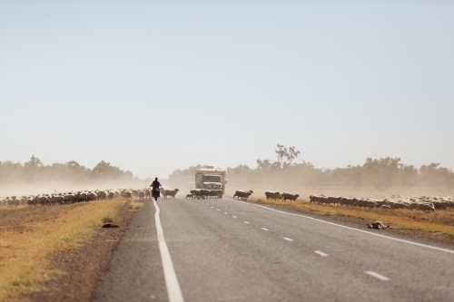 Sheep crossing a road with two cars travelling on the road - Australian Stock Image