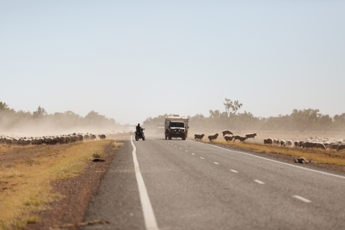 Sheep crossing a road with two cars travelling on the road