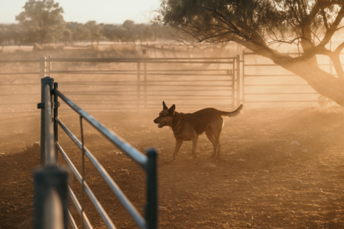 Sheep dog standing inside the dusty pen at sunset - Australian Stock Image