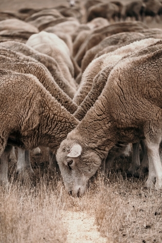 Sheep eating grain