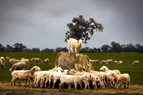 Sheep feeding on hay with one standing on top of hay and gum tree and pasture in background