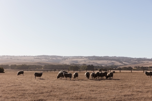Sheep grazing dry paddock