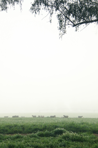 Sheep grazing in a lush green field with a thick layer of mist - Australian Stock Image