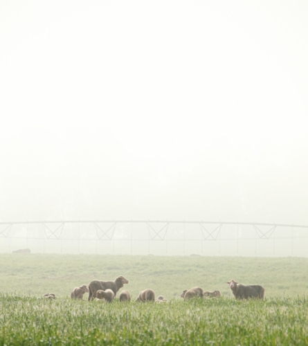 Sheep grazing in a lush green field with a thick layer of mist - Australian Stock Image