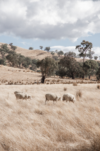 Sheep grazing in dry, summer paddock with trees - vertical - Australian Stock Image
