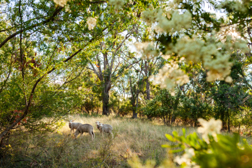 Sheep grazing in farm paddock amongst flowering trees in summer - Australian Stock Image