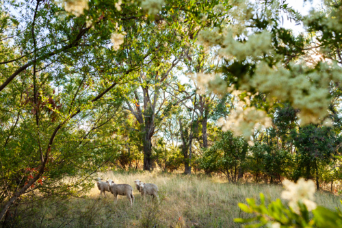 Sheep grazing in farm paddock amongst flowering trees in summer - Australian Stock Image