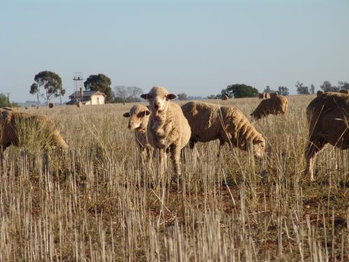 Sheep grazing in long dry grass - Australian Stock Image