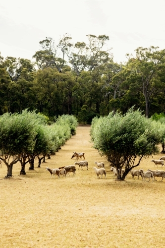 Sheep grazing in olive grove in Margaret River region