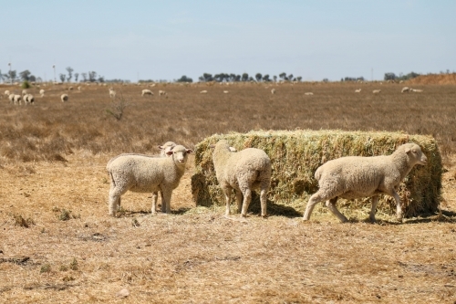 Sheep grazing in paddock. Dry summer drought conditions. - Australian Stock Image