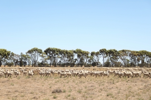 Sheep grazing in paddock. Dry summer drought conditions. - Australian Stock Image